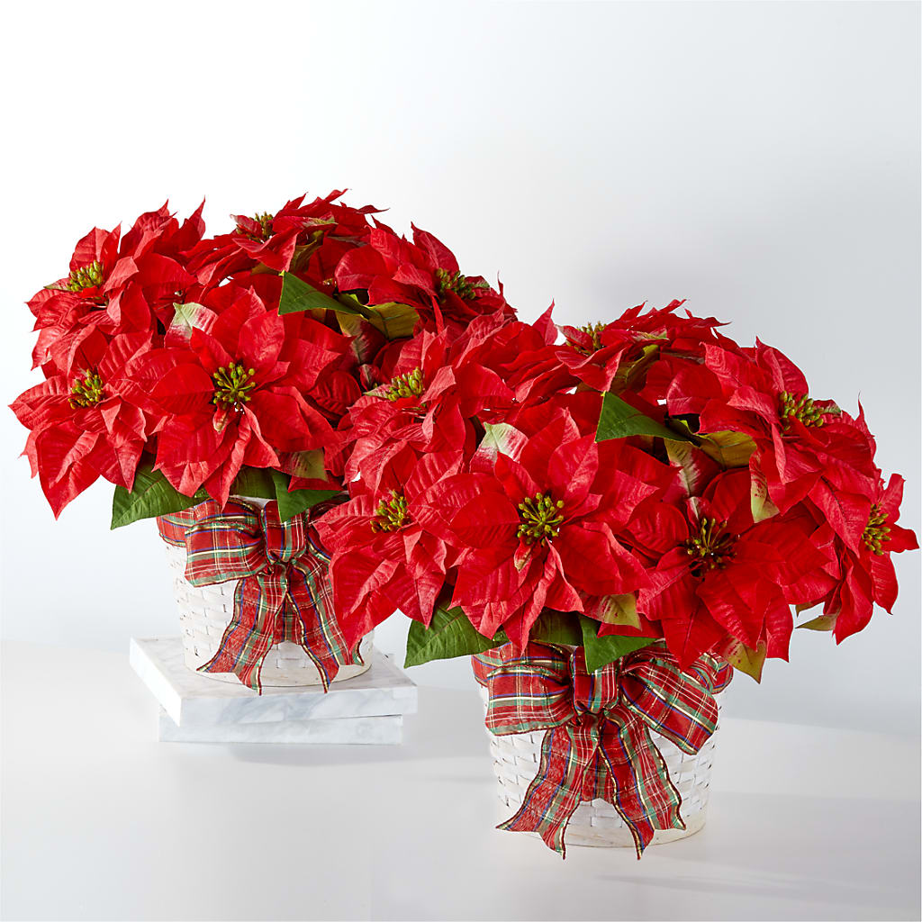 Happiest Holidays Poinsettia Bundle – MARMET FLOWERS & MORE, Marmet WV