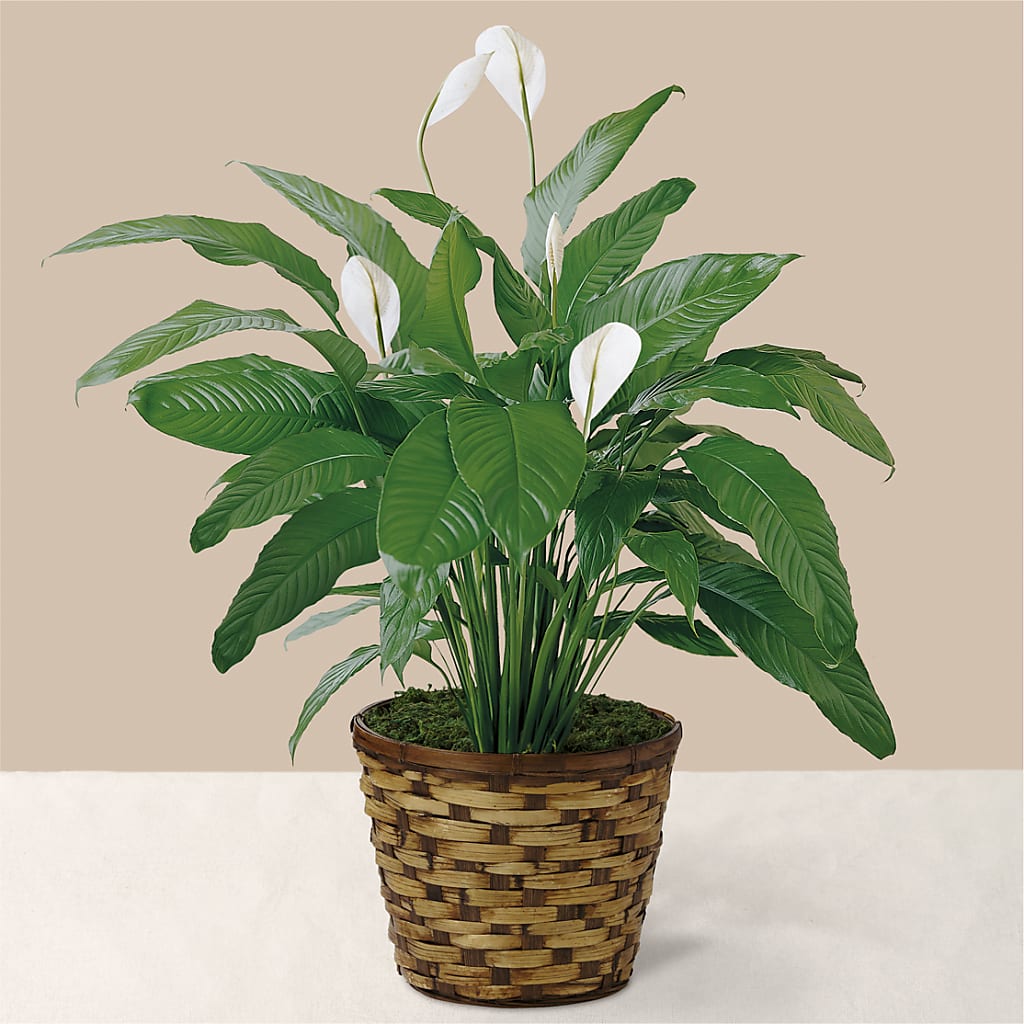 Tranquil Moments Peace Lily Plant – MARMET FLOWERS & MORE, Marmet WV