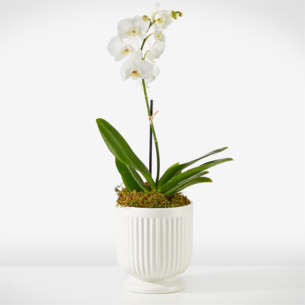 Whispering White Orchid – MARMET FLOWERS & MORE, Marmet WV