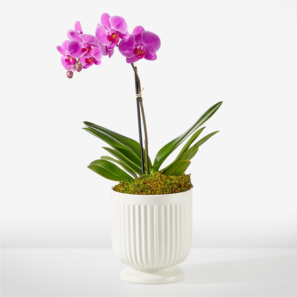 Friendly Fuchsia Orchid – MARMET FLOWERS & MORE, Marmet WV