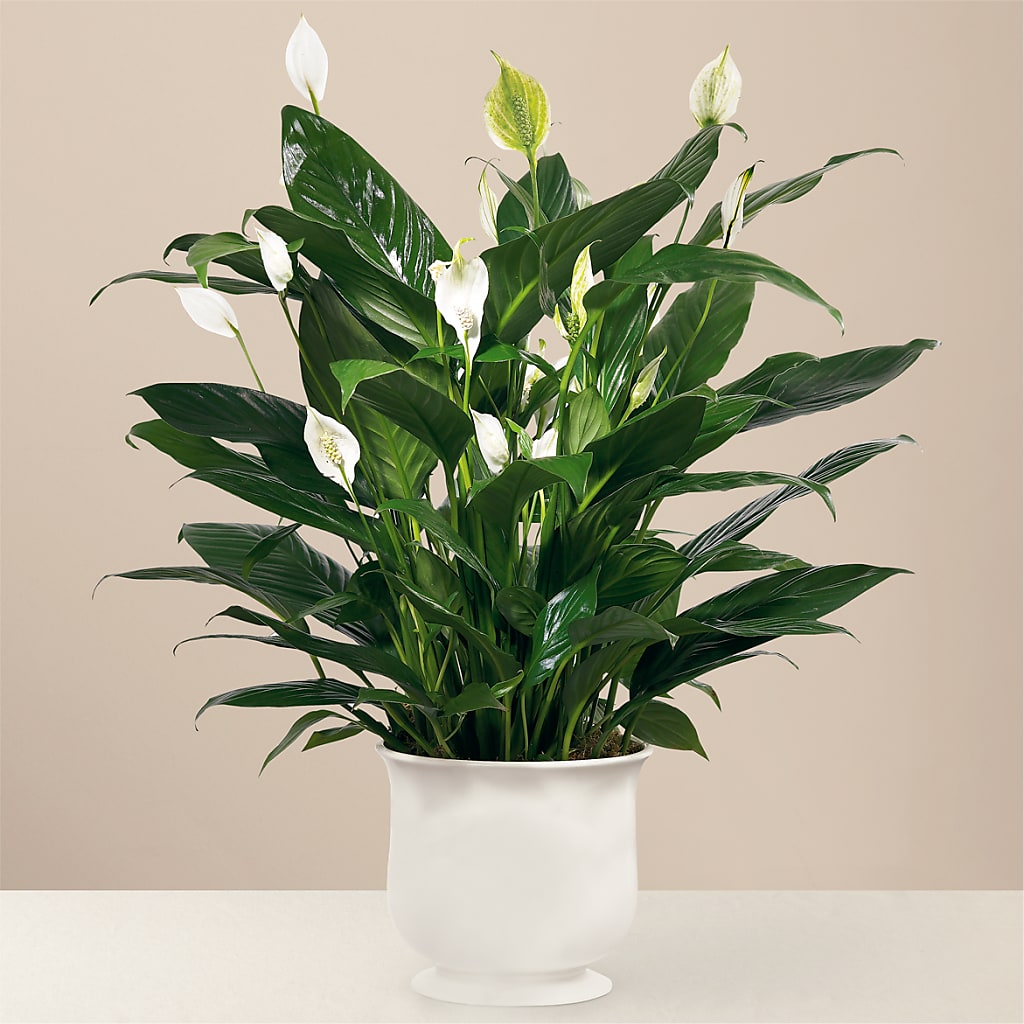 Comfort Planter – MARMET FLOWERS & MORE, Marmet WV