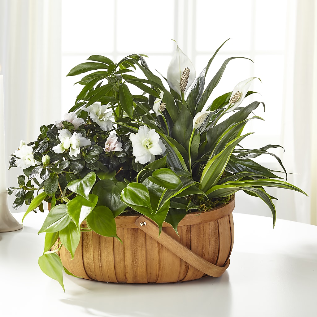 Serene Dishgarden – MARMET FLOWERS & MORE, Marmet WV