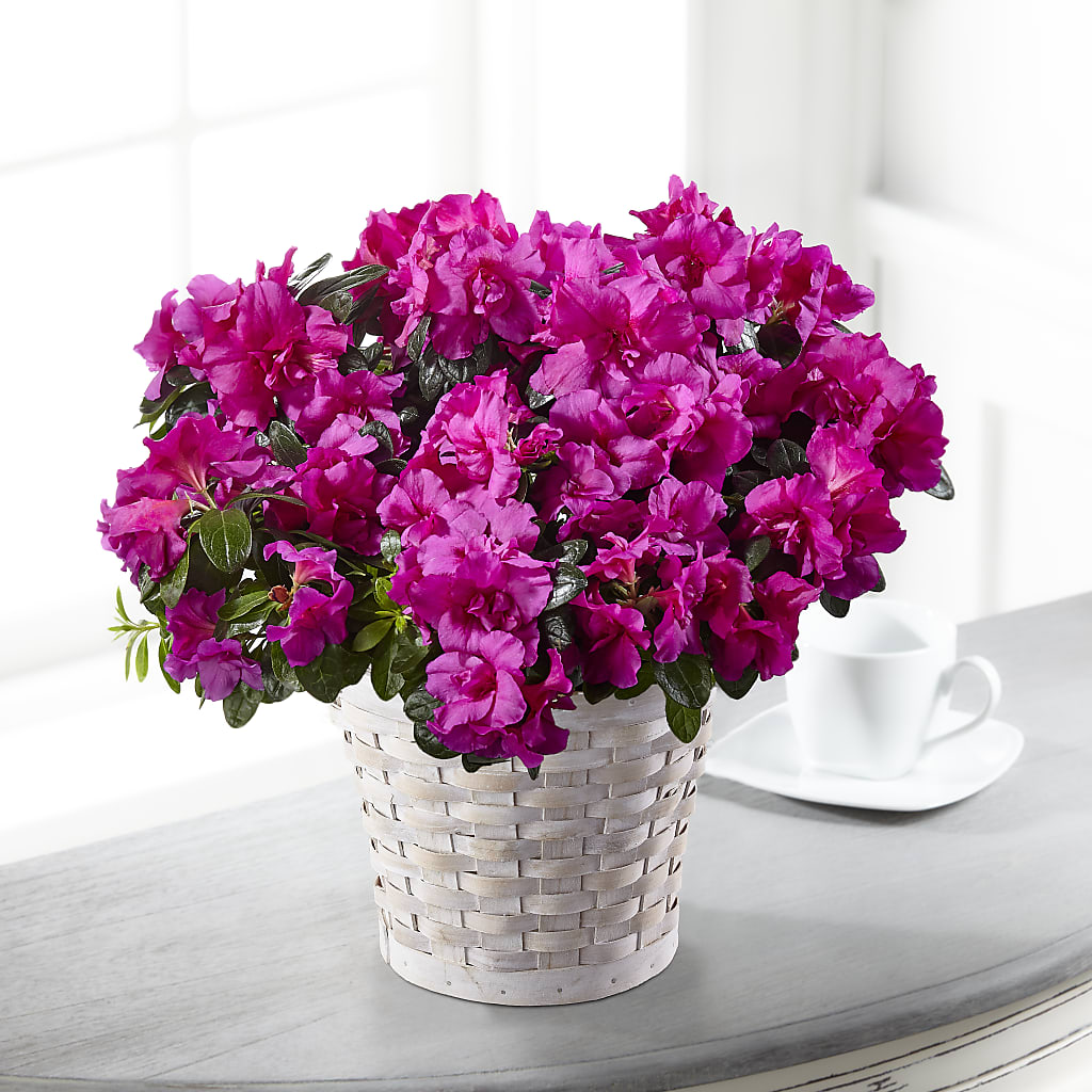 Hope & Serenity Azalea Plant – MARMET FLOWERS & MORE, Marmet WV