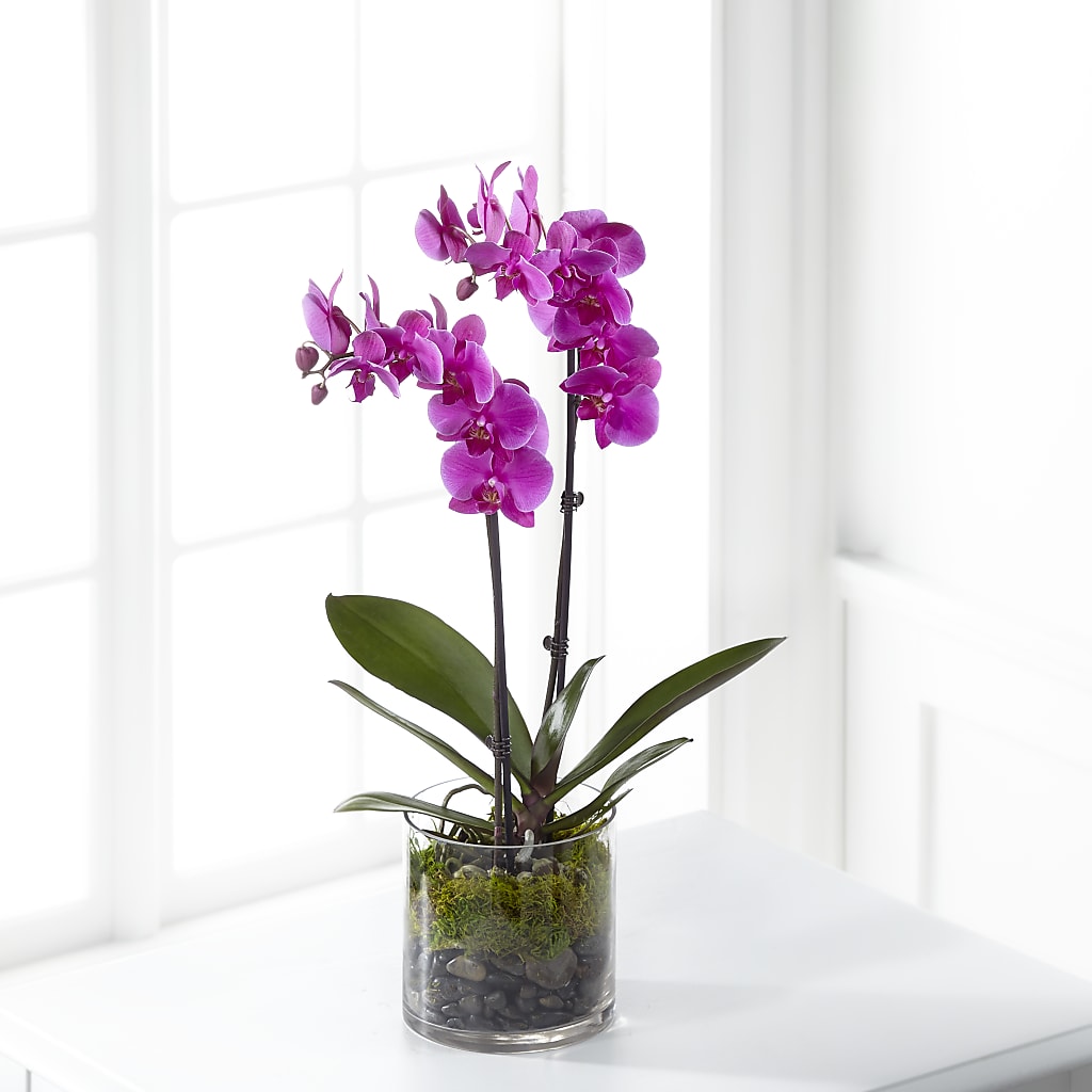 Pink Orchid Plant – MARMET FLOWERS & MORE, Marmet WV