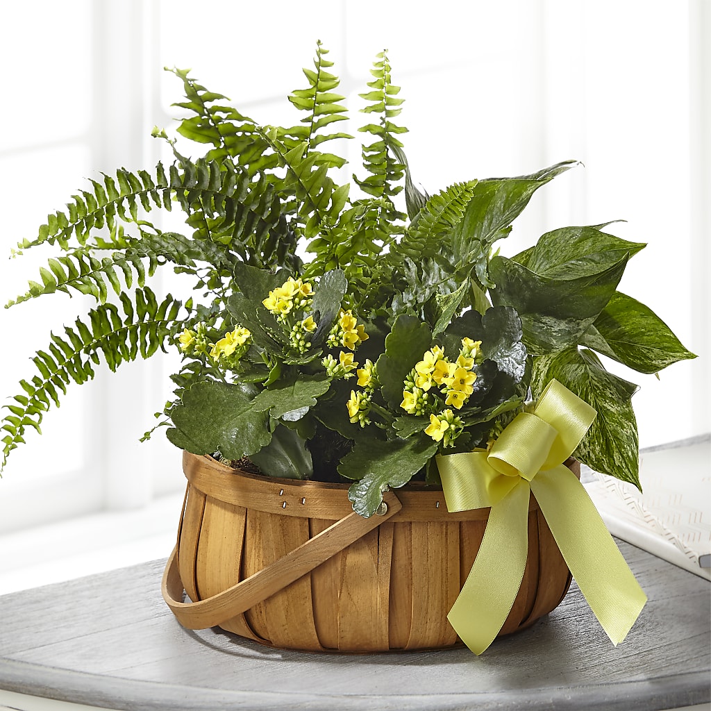 Always Dear Dishgarden – MARMET FLOWERS & MORE, Marmet WV