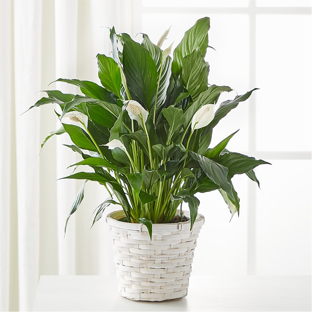 A New Leaf Peace Lily – MARMET FLOWERS & MORE, Marmet WV