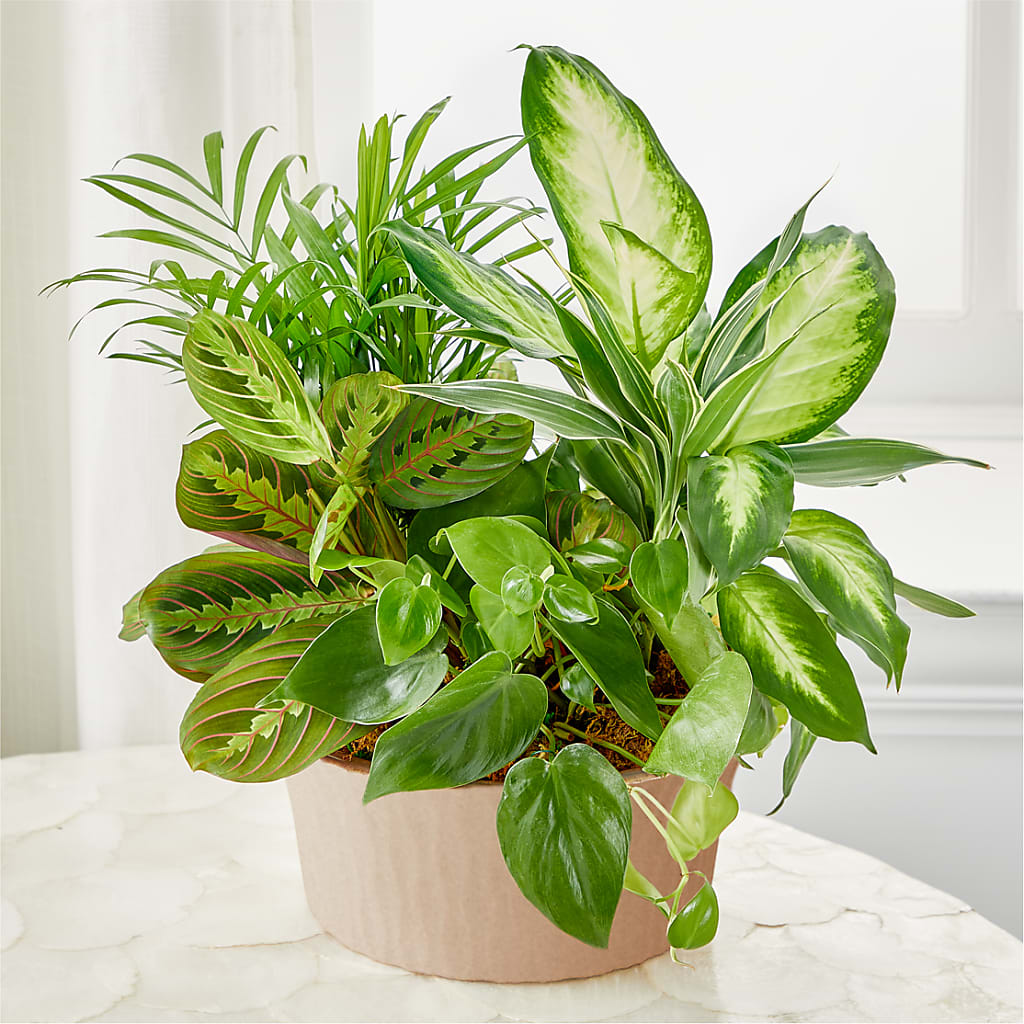 Balance & Harmony Dishgarden – MARMET FLOWERS & MORE, Marmet WV