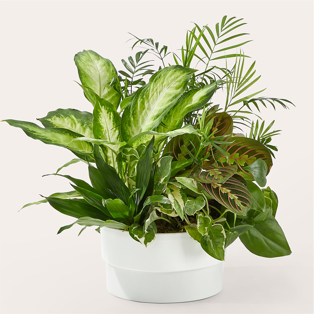 Radiating Positivity Dishgarden – MARMET FLOWERS & MORE, Marmet WV
