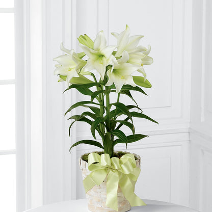 Easter Lily Plant – MARMET FLOWERS & MORE, Marmet WV