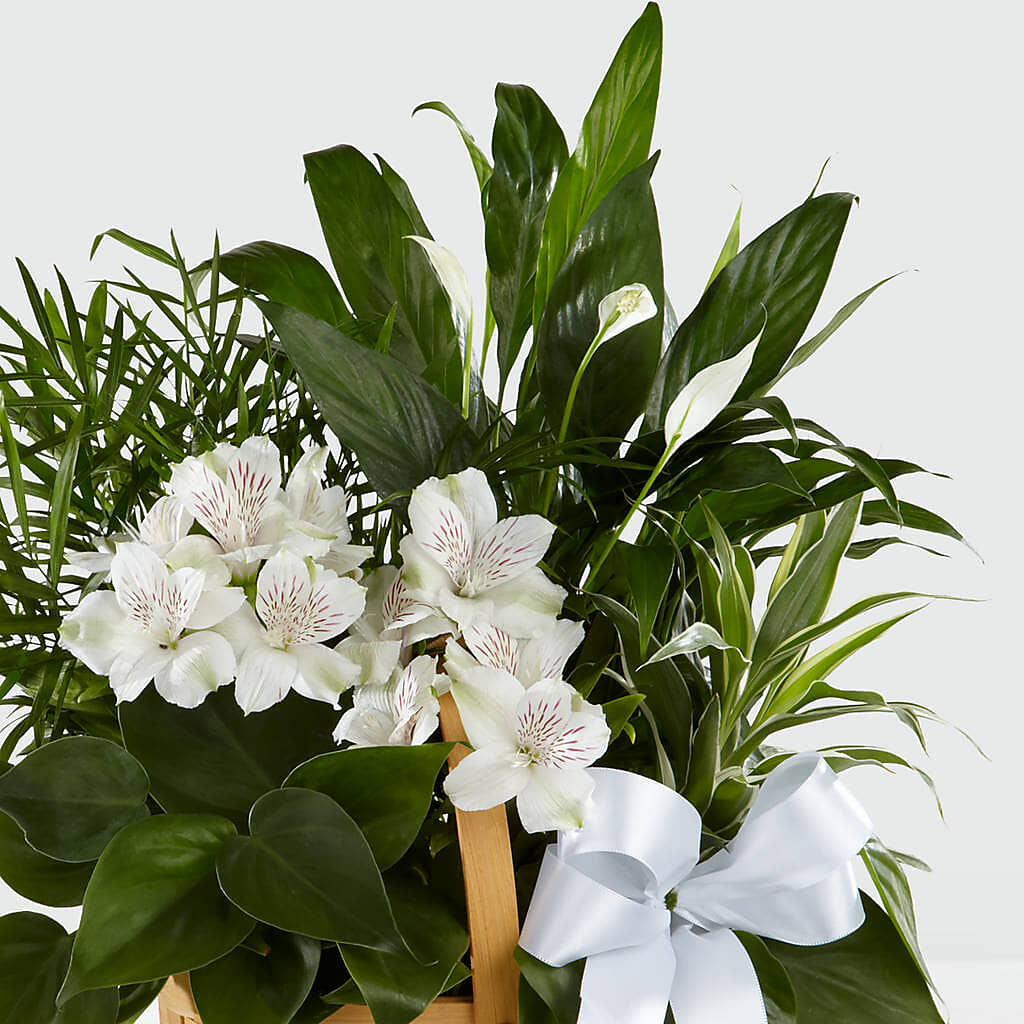 Peace & Serenity Dishgarden – MARMET FLOWERS & MORE, Marmet WV