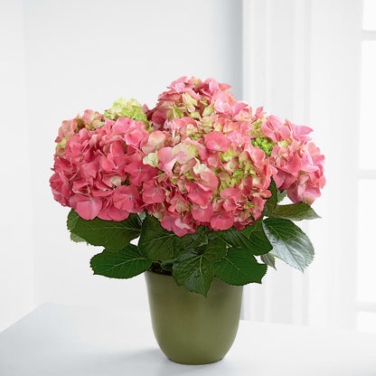 Pink Hydrangea Planter – MARMET FLOWERS & MORE, Marmet WV