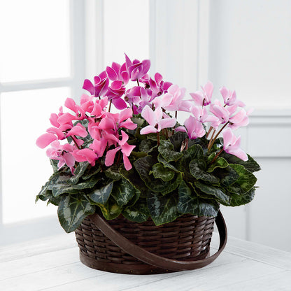 Mixed Cyclamen Planter – MARMET FLOWERS & MORE, Marmet WV