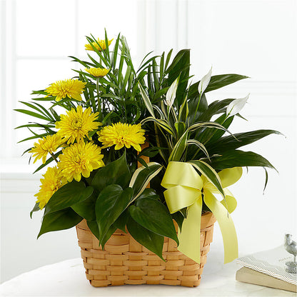 Loving Light Dishgarden – MARMET FLOWERS & MORE, Marmet WV