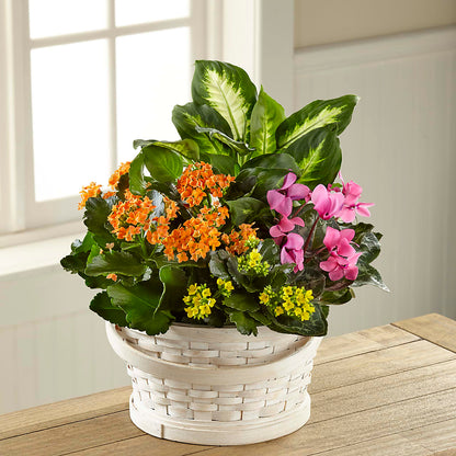 Color Crush Dishgarden – MARMET FLOWERS & MORE, Marmet WV