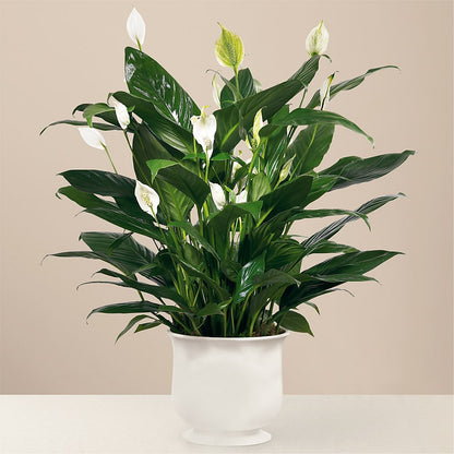 Comfort Planter – MARMET FLOWERS & MORE, Marmet WV
