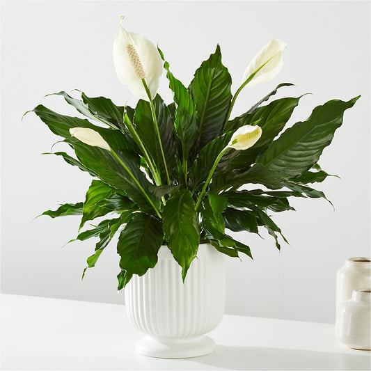 Comfort Planter – MARMET FLOWERS & MORE, Marmet WV