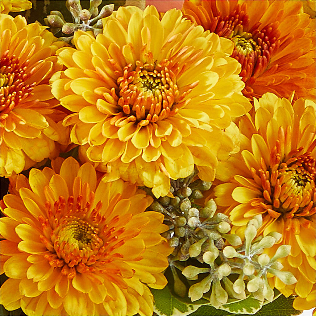 Peachy Pumpkin – MARMET FLOWERS & MORE, Marmet WV