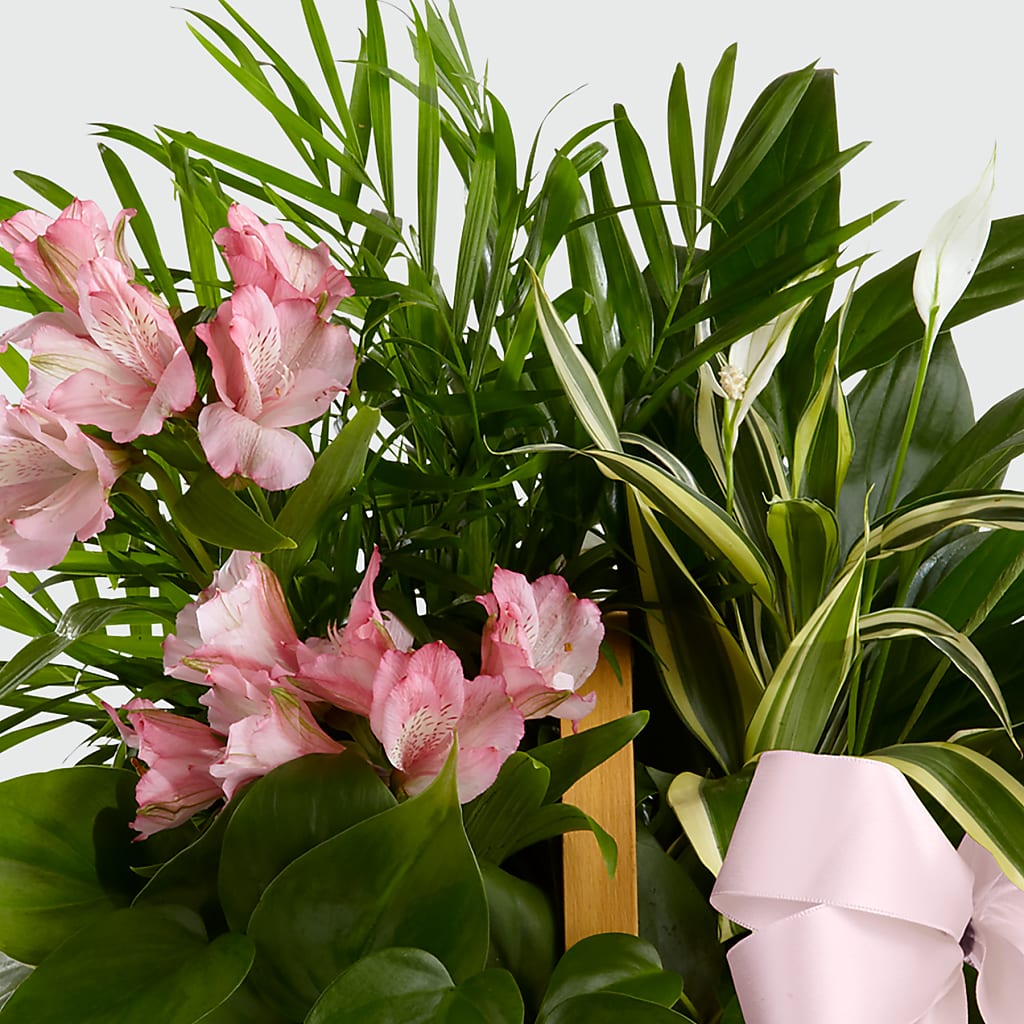 Living Spirit Dishgarden – MARMET FLOWERS & MORE, Marmet WV
