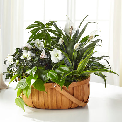 Serene Dishgarden – MARMET FLOWERS & MORE, Marmet WV