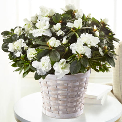 White Azalea Plant – MARMET FLOWERS & MORE, Marmet WV