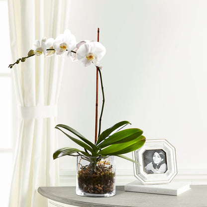 White Orchid Planter – MARMET FLOWERS & MORE, Marmet WV